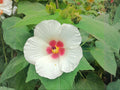 Pasture Rose Seeds – Native Rosa carolina Wild Rose with Pink Blooms, Fragrant, Supports Pollinators, Hardy, Natural Landscape Planting