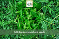 500 Arugula Herb Seeds – Heirloom Rocket Leafy Green for Garden & Containers – Eruca sativa Cool-Season Fast-Growing Green