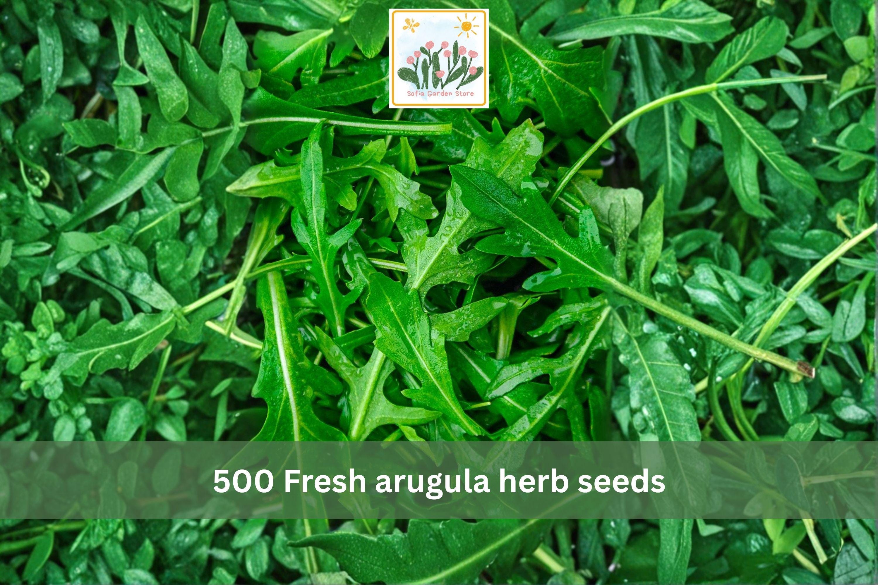 500 Arugula Herb Seeds – Heirloom Rocket Leafy Green for Garden & Containers – Eruca sativa Cool-Season Fast-Growing Green