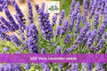Vera Lavender Seeds – 100 Lavandula angustifolia English Lavender Herb Garden, Fragrant Purple Flowers, Drought Tolerant, Perennial