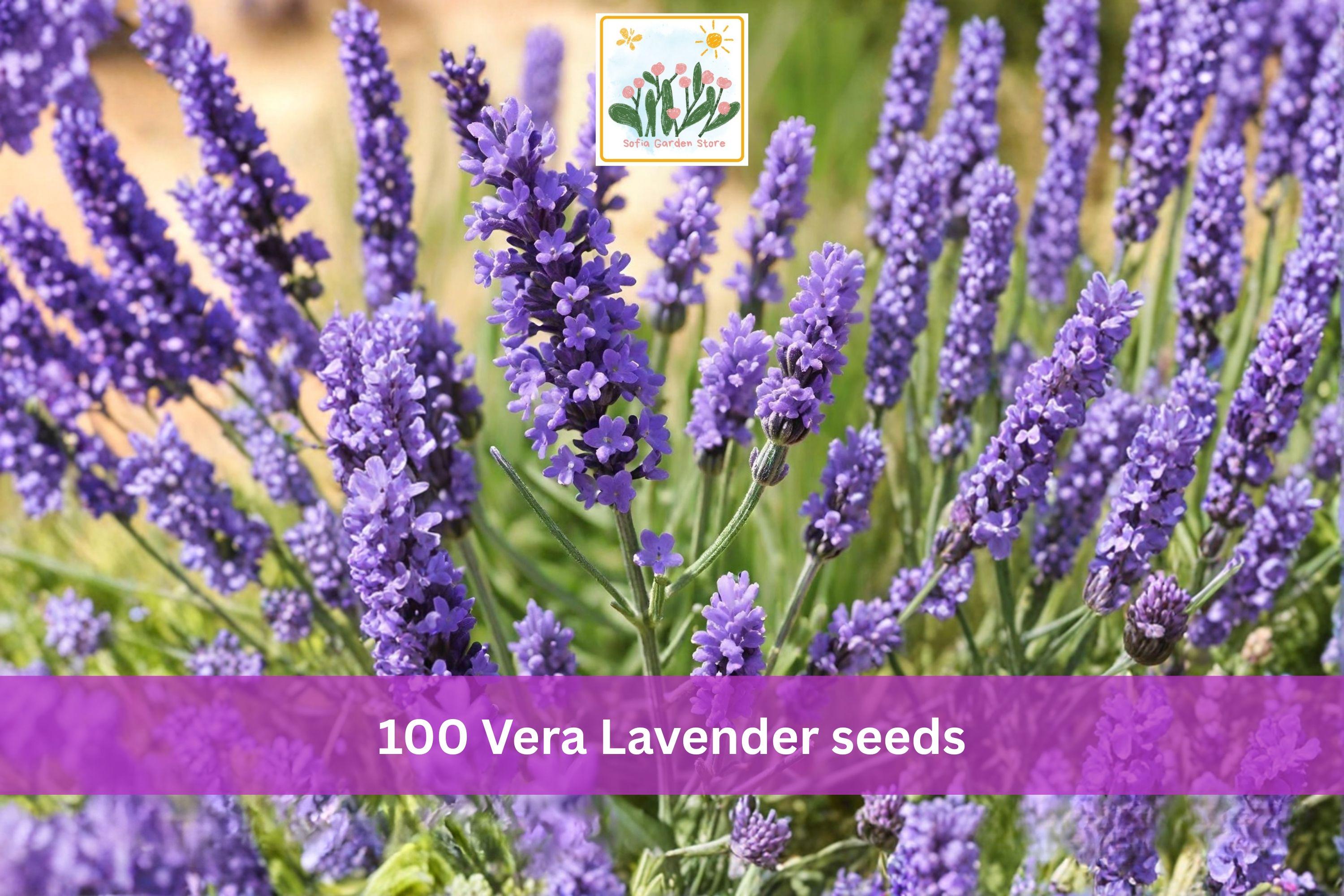 Vera Lavender Seeds – 100 Lavandula angustifolia English Lavender Herb Garden, Fragrant Purple Flowers, Drought Tolerant, Perennial