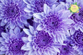 Faded Lilac Mum Seeds, Chrysanthemum morifolium, 200+ Annual Flower Seeds for Borders, Cut Flowers & Pollinator Gardens