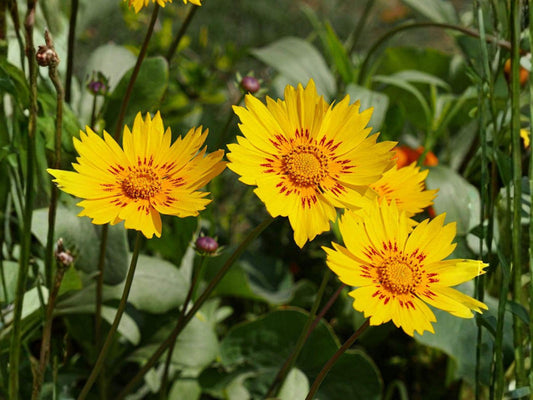 Autumn Beauty Sunflower Seeds (15) Mix – Helianthus annuus, Warm Autumn Shades, Easy to Grow, Perfect for Borders & Cut Flowers