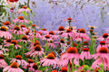 Indian Tobacco Seeds 100 Pack | Lobelia inflata Native Wildflower for Gardens & Pollinators