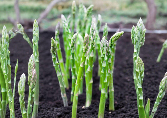 100+ Asparagus Seeds Mary Washington Heirloom Non-GMO Vegetable Seeds for Home Garden, Hardy Perennial Plant