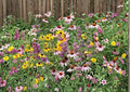 Purple Coneflower Seeds, Echinacea Purpurea, Pollinator-Friendly Wildflower, Heirloom Non-GMO Perennial Planting Seeds