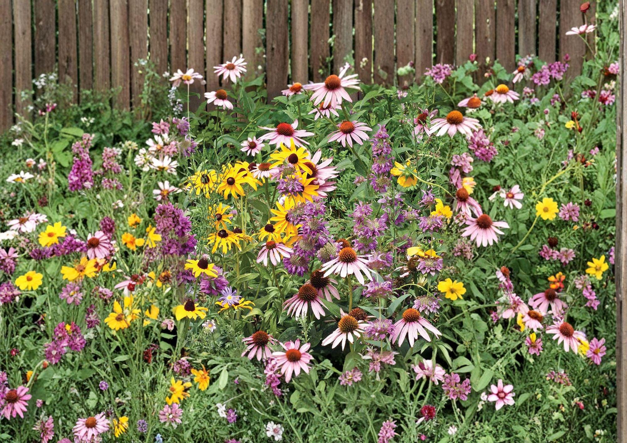 Purple Coneflower Seeds, Echinacea Purpurea, Pollinator-Friendly Wildflower, Heirloom Non-GMO Perennial Planting Seeds