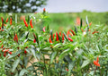 50+ Thai Hot Pepper Seeds, Heirloom Non-GMO Spicy Chili Pepper Seeds, Capsicum annuum, Small Red Fruits, Garden & Container Plant