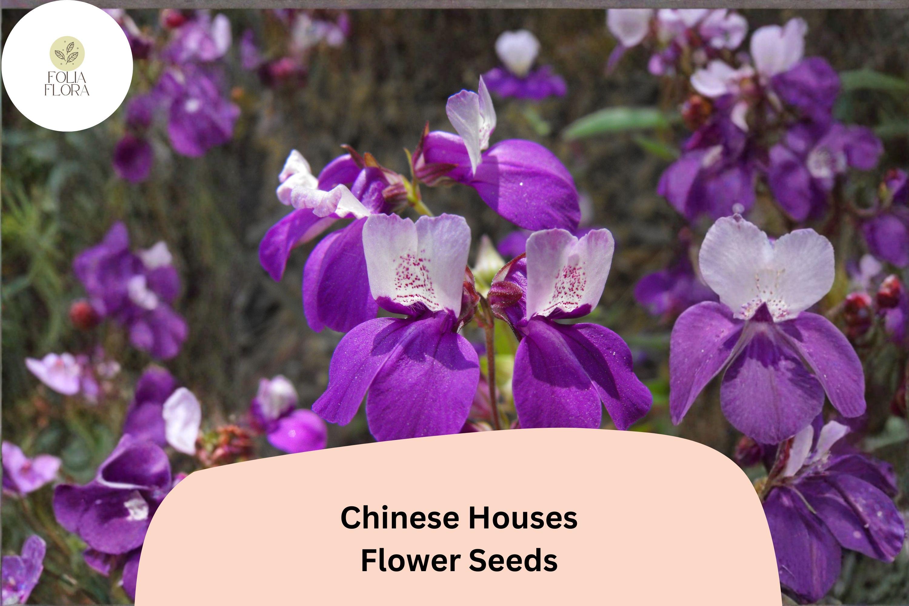 Chinese Houses Seeds â€“ 100 Collinsia heterophylla | Easy Grow Annual for Borders