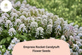 Empress Rocket Candytuft Flower Seeds â€“ Easy Grow Annual for Borders, Beds