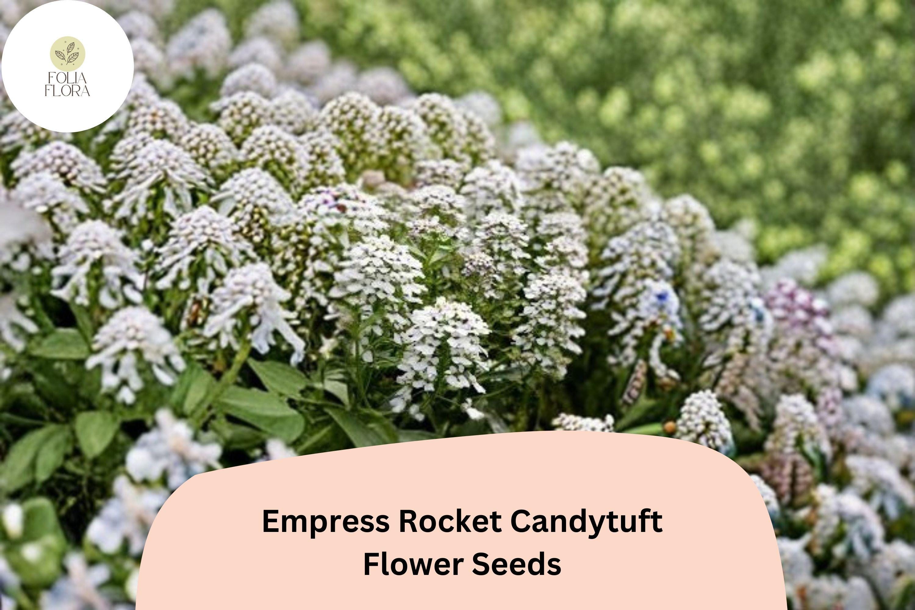 Empress Rocket Candytuft Flower Seeds â€“ Easy Grow Annual for Borders, Beds