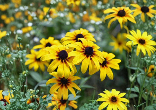 Black Eyed Susan Seeds, Pollinator Friendly Wildflower, Heirloom, Rudbeckia hirta, Yellow Flower, Garden Planting Seeds