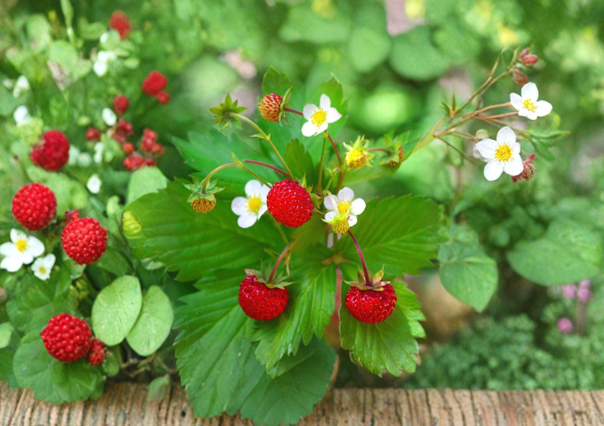 Wild Strawberry Seeds - Edible Ground Cover Plant with Sweet Berries, Fragaria vesca, Perennial Garden, Woodland Landscape