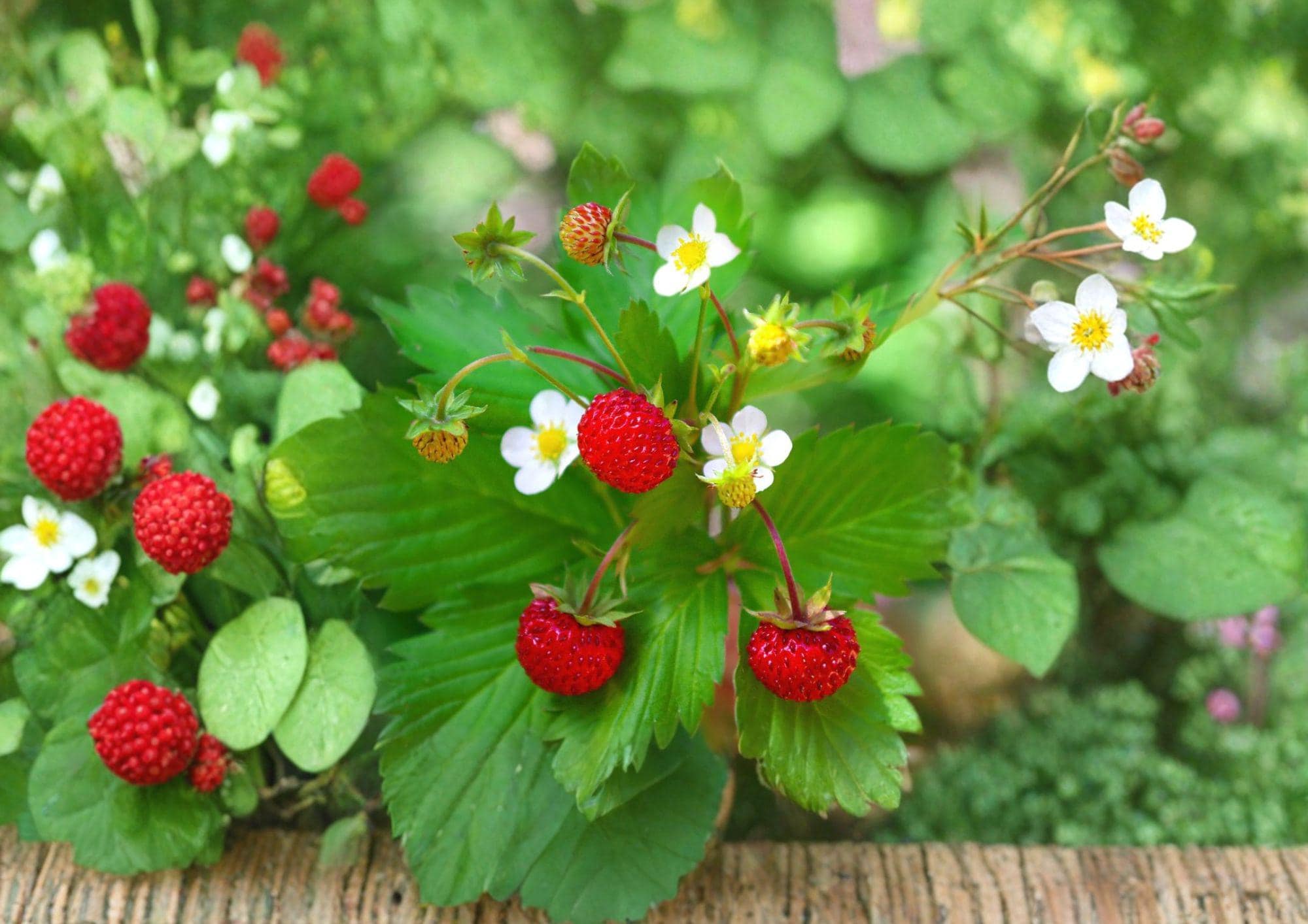 Wild Strawberry Seeds - Edible Ground Cover Plant with Sweet Berries, Fragaria vesca, Perennial Garden, Woodland Landscape