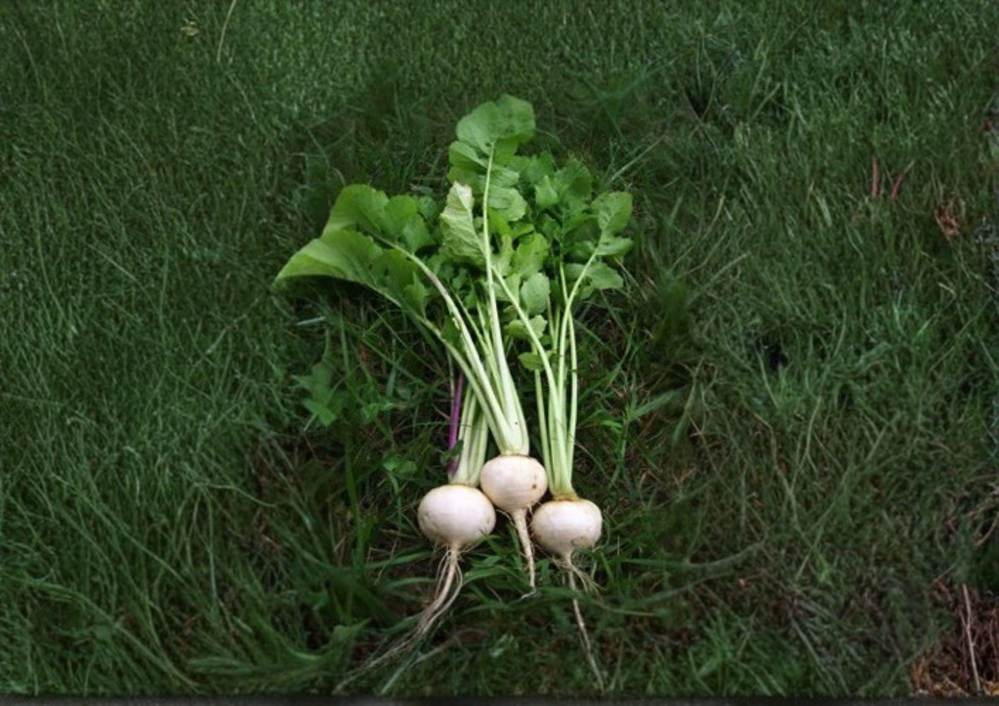 Seven Top Turnip Greens Seeds – Heirloom Brassica Rapa Leafy Vegetable for Garden, Non-GMO, 600 Seeds