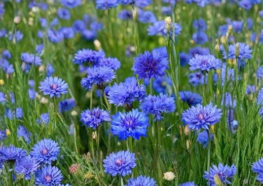 Cornflower Seeds 200 Pack - Vibrant Blue Bachelor’s Button Wildflower for Gardens, Borders & Pollinators - Centaurea cyanus