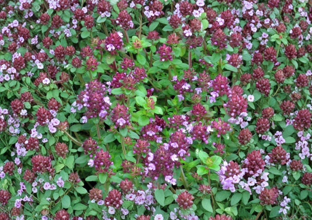 Wild Thyme Seeds, Thymus pulegioides, Creeping Lemon Thyme, Fragrant Perennial Herb, Groundcover, Non-GMO, Pollinator-Friendly