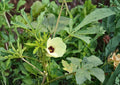 Okra Seeds 50 Pack Heirloom Abelmoschus esculentus High Yield Warm Season Vegetable Garden Plant