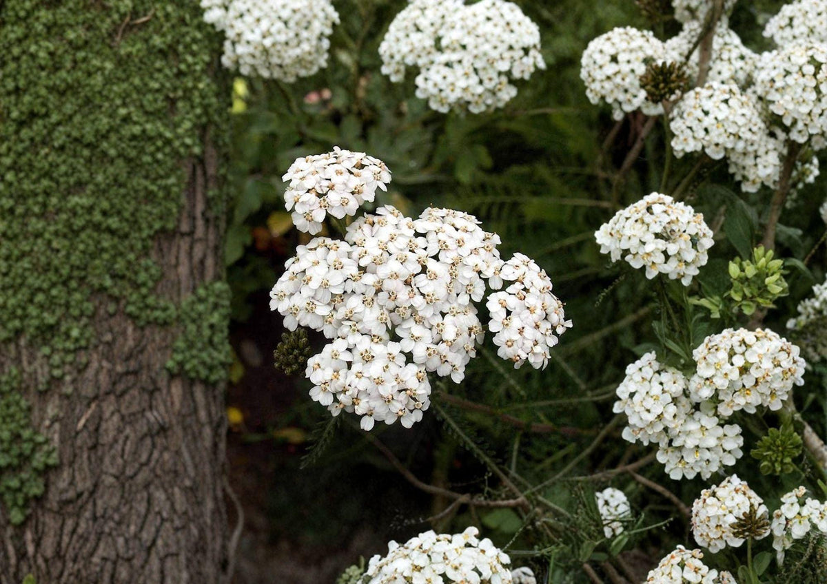 White Yarrow Seeds, Achillea millefolium, Perennial Wildflower, Pollinator-Friendly, Medicinal Herb, Drought-Tolerant, Non-GMO
