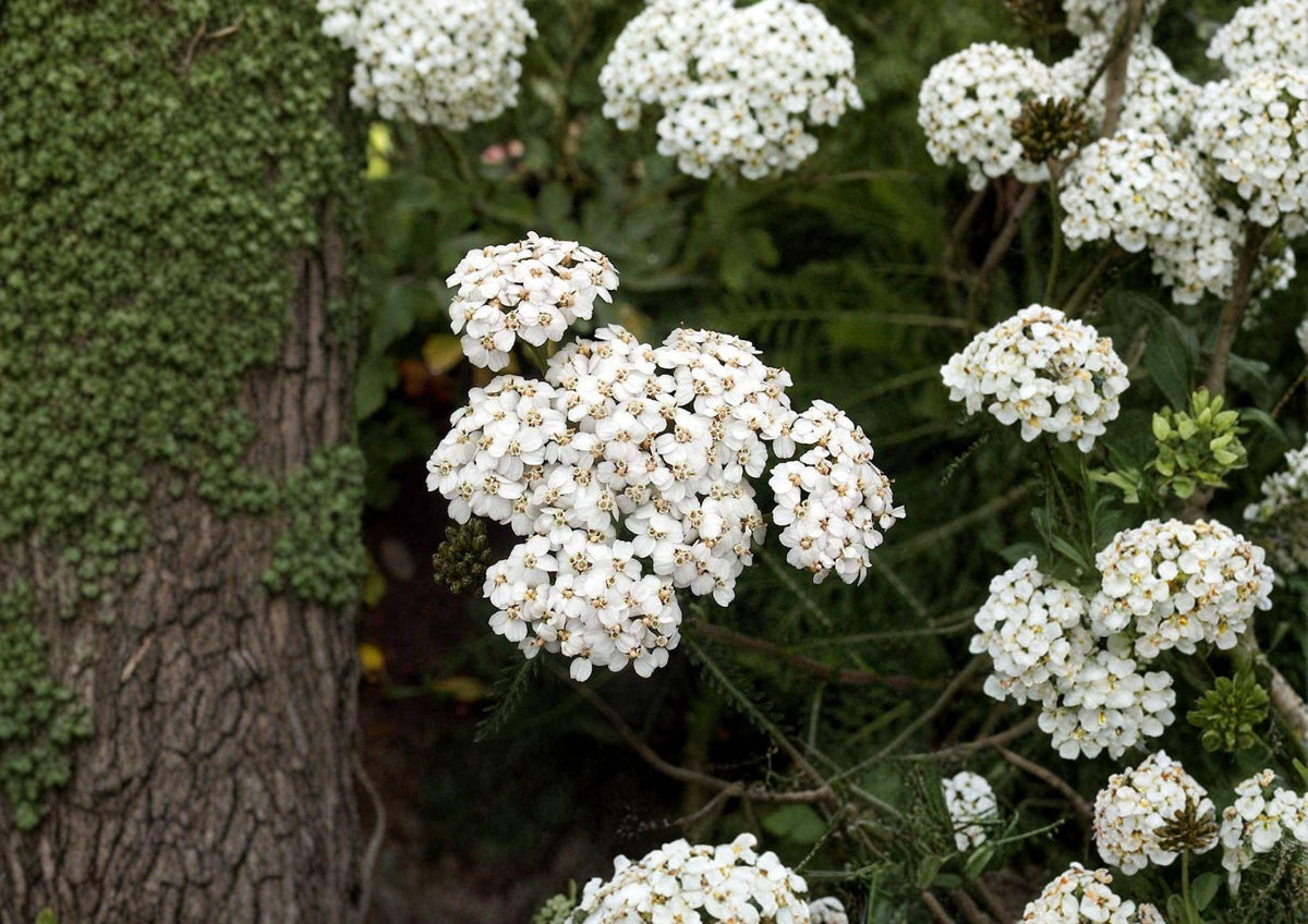 White Yarrow Seeds - 2000+ Non-GMO Achillea Millefolium, Perennial Pollinator-Friendly Medicinal Herb for Wildflower Gardens