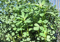 200+ Molokhia Seeds, Egyptian Spinach, Jute Mallow, Corchorus olitorius, Heirloom Non-GMO Leafy Green Vegetable Seeds