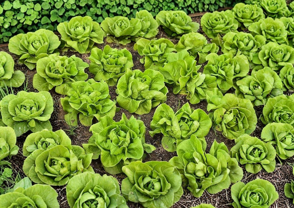 1000+ Buttercrunch Lettuce Seeds Heirloom Non-GMO Lactuca sativa Crisp Leafy Green Vegetable Seeds for Salad Gardening