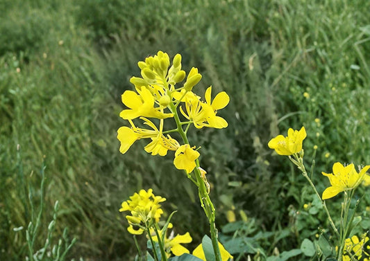 Black Mustard Seeds Pack | Brassica nigra Heirloom Non-GMO Spice & Leafy Green Seeds for Home Garden