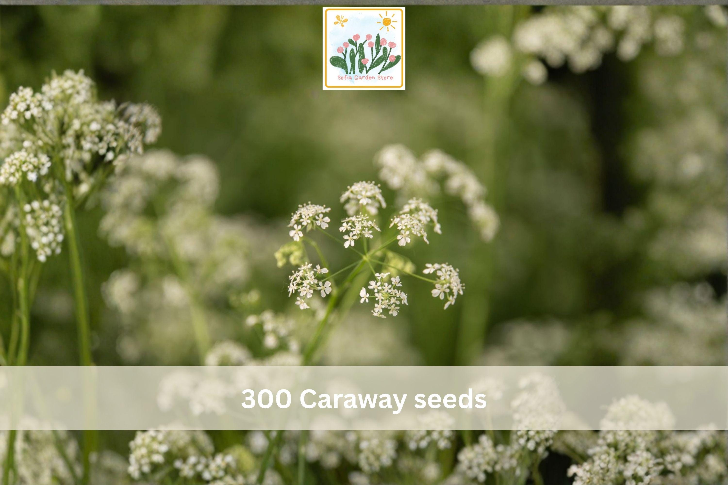 Caraway Seeds 300pcs – Culinary Herb Seeds for Garden, Carum carvi, Aromatic, Biennial, Easy to Grow