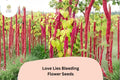 Love Lies Bleeding Seeds â€“ 100 Amaranthus caudatus | Ornamental Trailing Red Flower