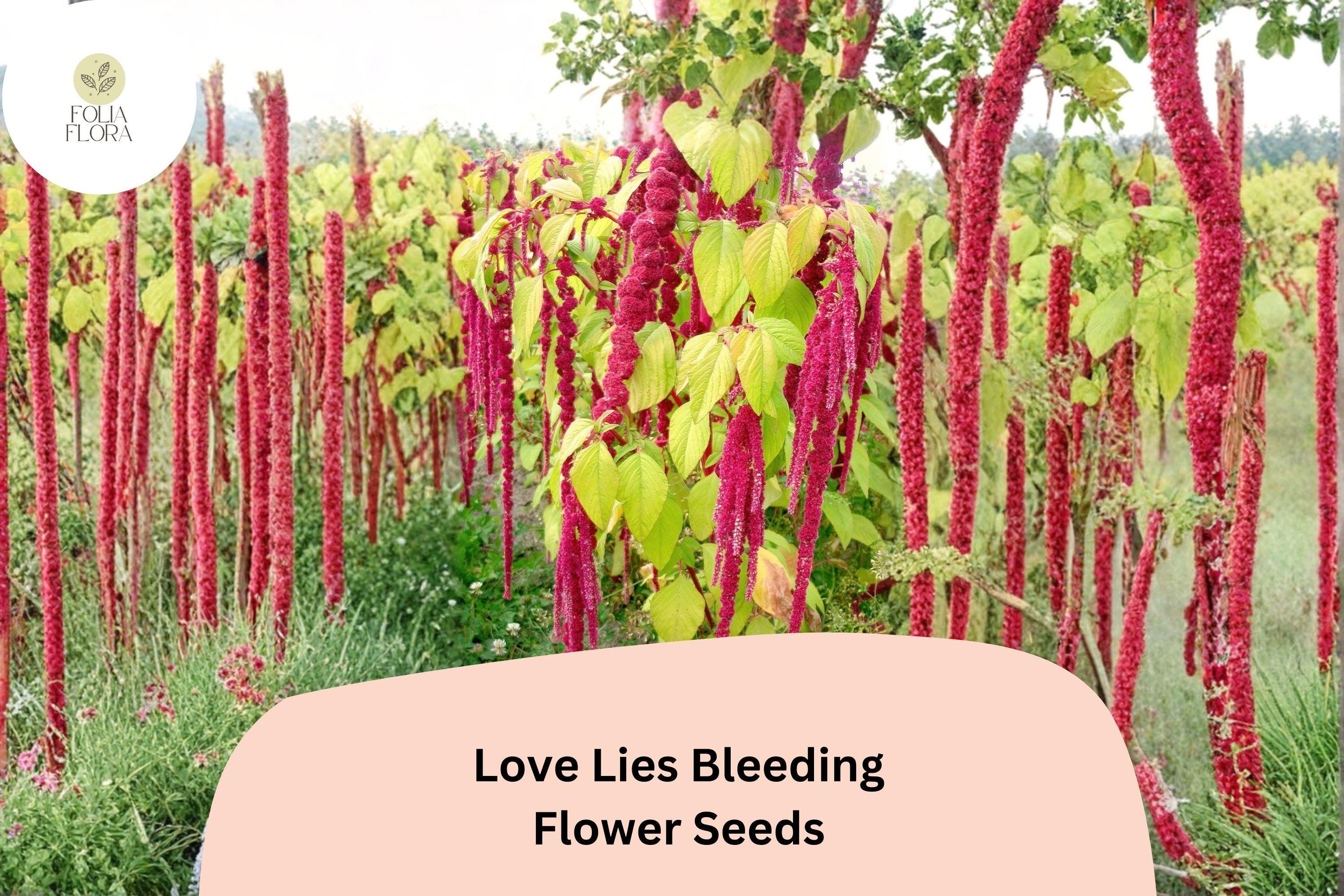 Love Lies Bleeding Seeds â€“ 100 Amaranthus caudatus | Ornamental Trailing Red Flower