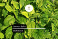 Lemon Balm Seeds â€“ 100 Melissa officinalis | Easy Grow Garden Herb for Herb Gardens