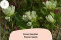 Cream Gentian Seeds â€“ 100 Gentiana flavida | Native Pale Yellow Wildflower | Perennial Garden Plant