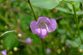 Light Pink Begonia Seeds | Pelleted Cocktail Series Brandy Begonia for Containers & Borders