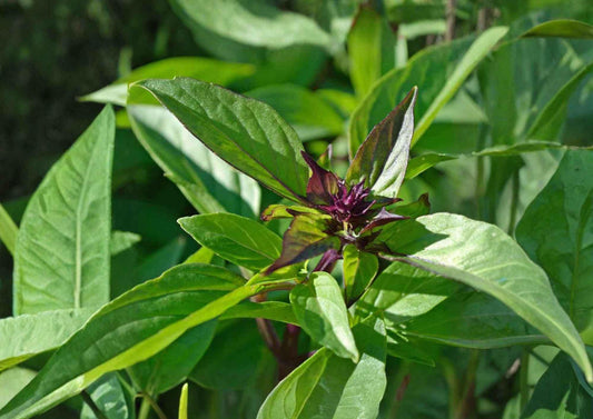 Thai Basil Seeds, Heirloom Non-GMO, Aromatic Culinary Herb, Sweet Basil, Ocimum basilicum, Herb Garden Seeds