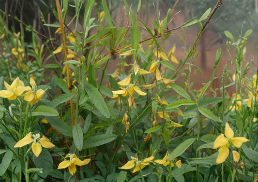 100 Sunn Hemp Seeds Crotalaria juncea Cover Crop Non-GMO Heirloom Soil Fertility Improvement Seeds