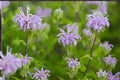 Purple Bergamot Bee Balm Seeds – Monarda media Native Wildflower for Pollinator Gardens & Natural Landscapes