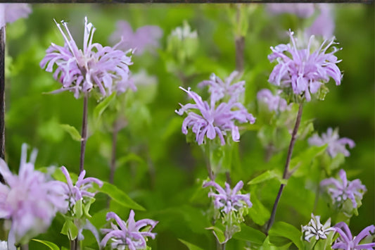 Purple Bergamot Bee Balm Seeds – Monarda media Native Wildflower for Pollinator Gardens & Natural Landscapes