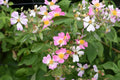 Kentucky Bluegrass Seeds, Argyle, Premium Cool-Season Turf Grass, Dense Green Lawn, Poa pratensis