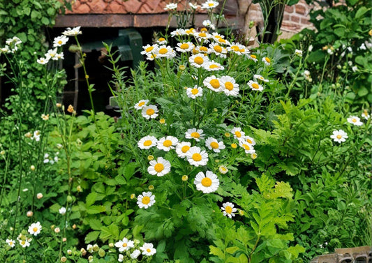 Feverfew Seeds, Non-GMO, Heirloom, Perennial Medicinal Herb, Tanacetum parthenium, Daisy Flower Seeds for Herb Gardens and Pollinator Gardens