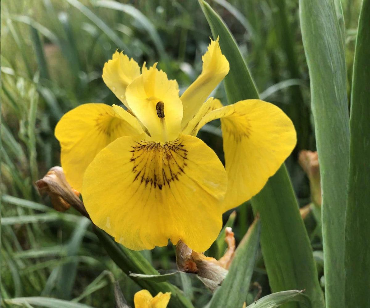 Yellow Flag Iris Live Pond Plant – Hardy Yellow Aquatic Marginal Bog Flower Garden – Iris pseudacorus