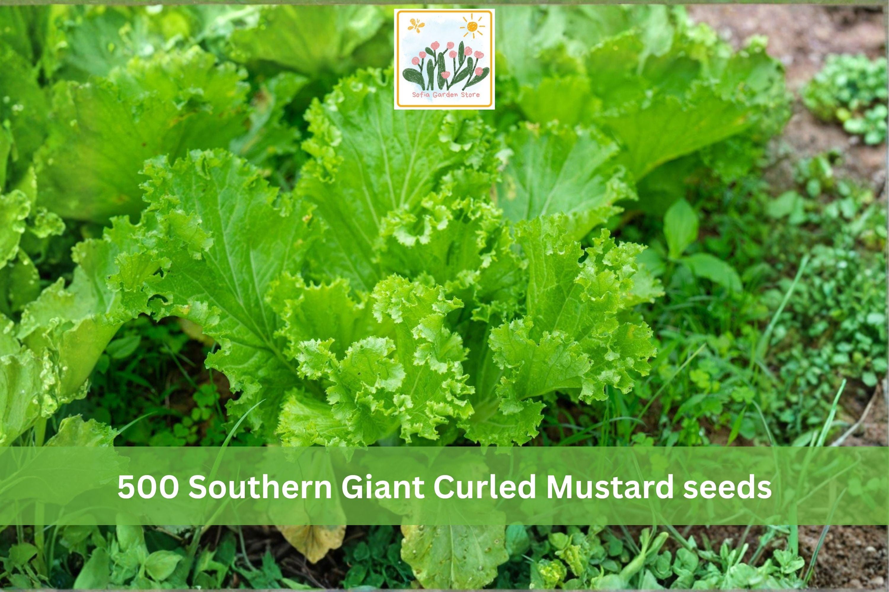 Southern Giant Curled Mustard Seeds – 500 Heirloom Brassica juncea Leafy Greens for Garden Beds & Containers