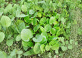 Upland Cress Seeds, Heirloom, Non-GMO, Peppery Salad Green, Fast Growing, Barbarea verna, Garden Herb, 600 Seeds
