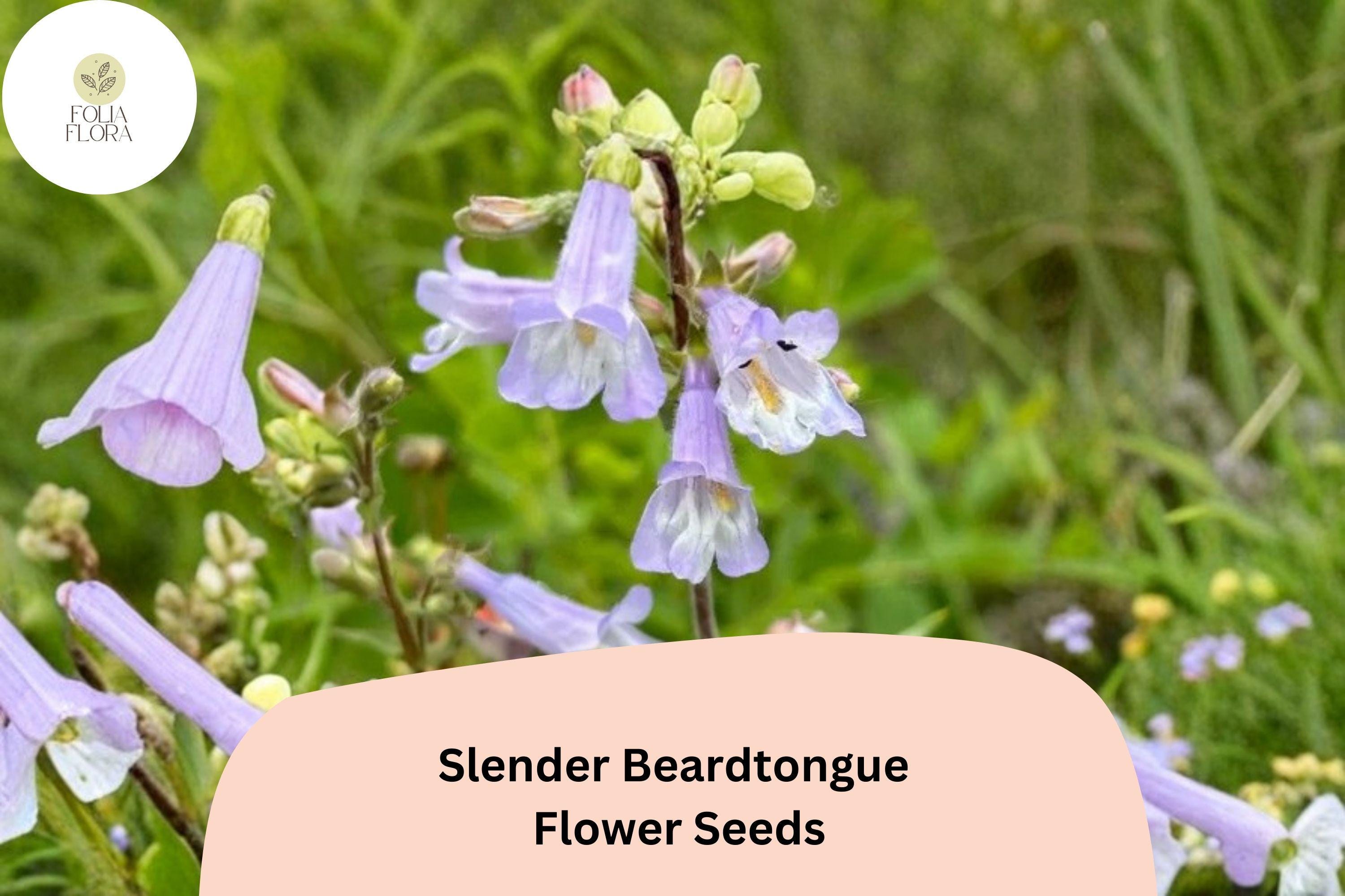 Slender Beardtongue Seeds â€“ 100 Penstemon gracilis | Perennial Garden Plant for Pollinator & Prairie Gardens