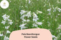 Pale Beardtongue Seeds â€“ 100 Penstemon pallidus | Native White Wildflower | Perennial Garden Plant