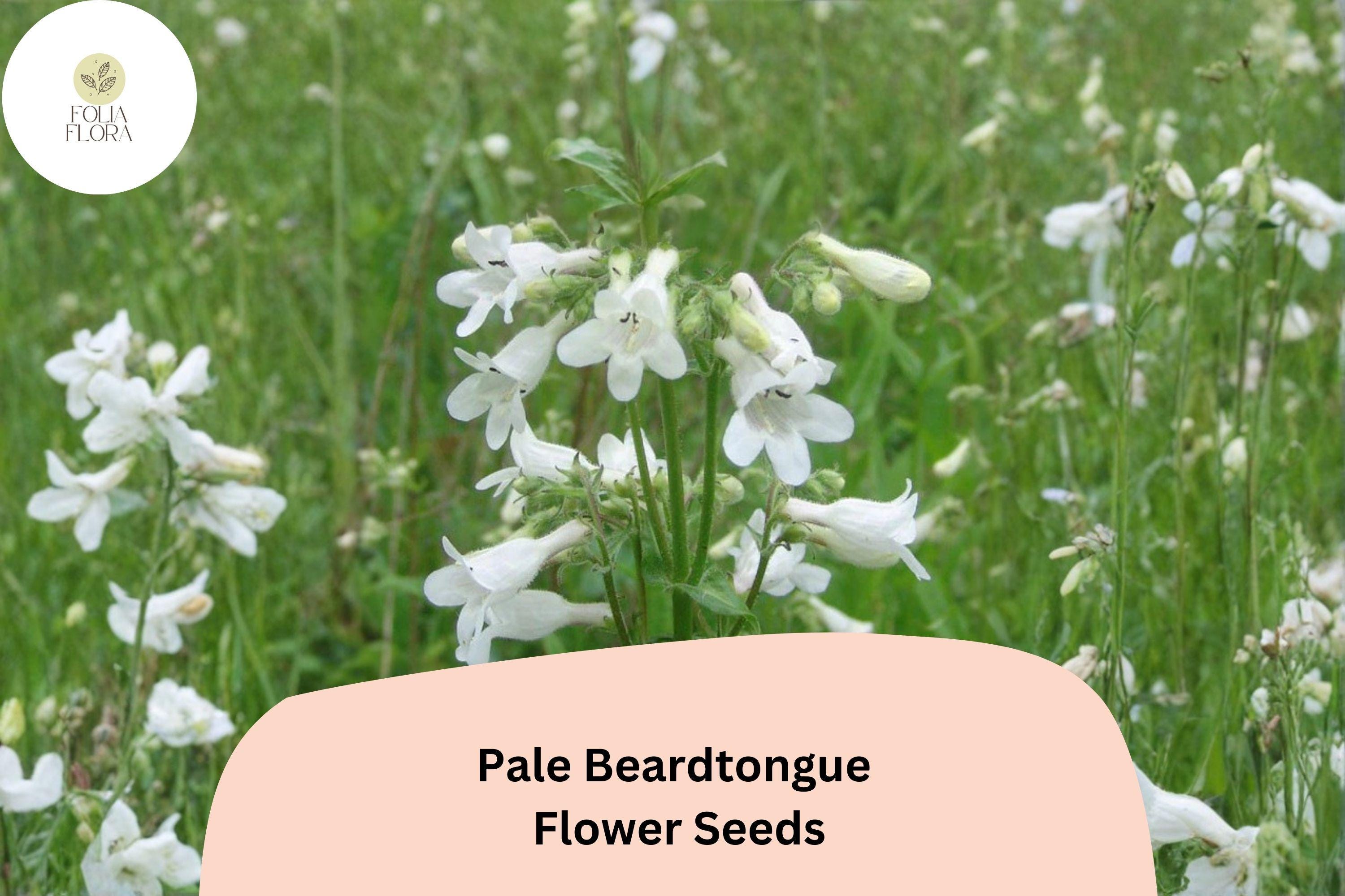 Pale Beardtongue Seeds â€“ 100 Penstemon pallidus | Native White Wildflower | Perennial Garden Plant