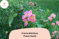 Prairie Wild Rose Seeds â€“ 10 Rosa arkansana | Perennial Shrub for Pollinator, Prairie & Natural Gardens