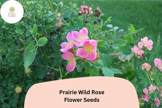 Prairie Wild Rose Seeds â€“ 10 Rosa arkansana | Perennial Shrub for Pollinator, Prairie & Natural Gardens