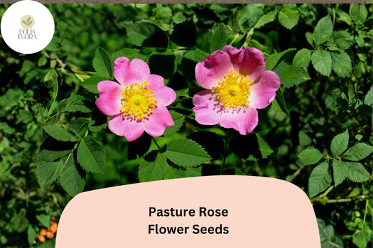 Pasture Rose Seeds â€“ 10 Rosa carolina | Native Pink Wild Rose | Perennial Shrub