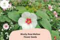 Woolly Rose Mallow Seeds â€“ 25 Hibiscus lasiocarpos | Native White Hardy Hibiscus with Red Center