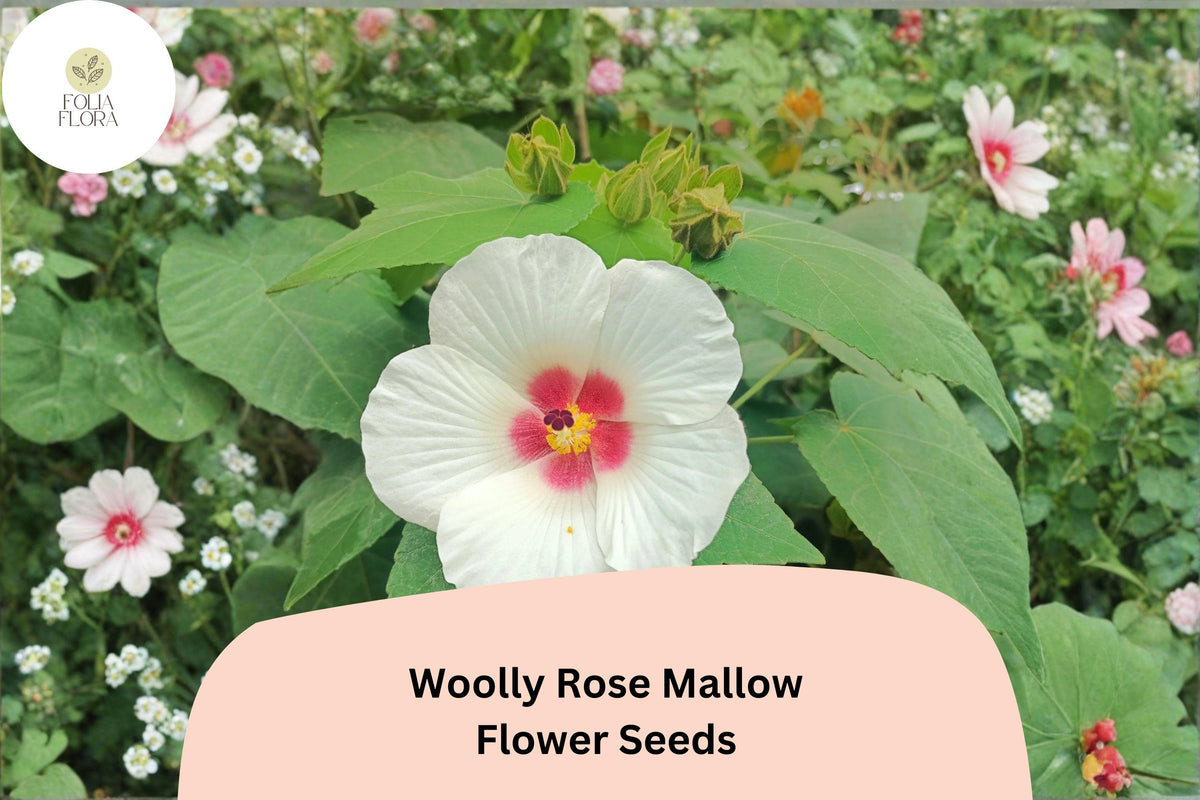 Woolly Rose Mallow Seeds â€“ 25 Hibiscus lasiocarpos | Native White Hardy Hibiscus with Red Center